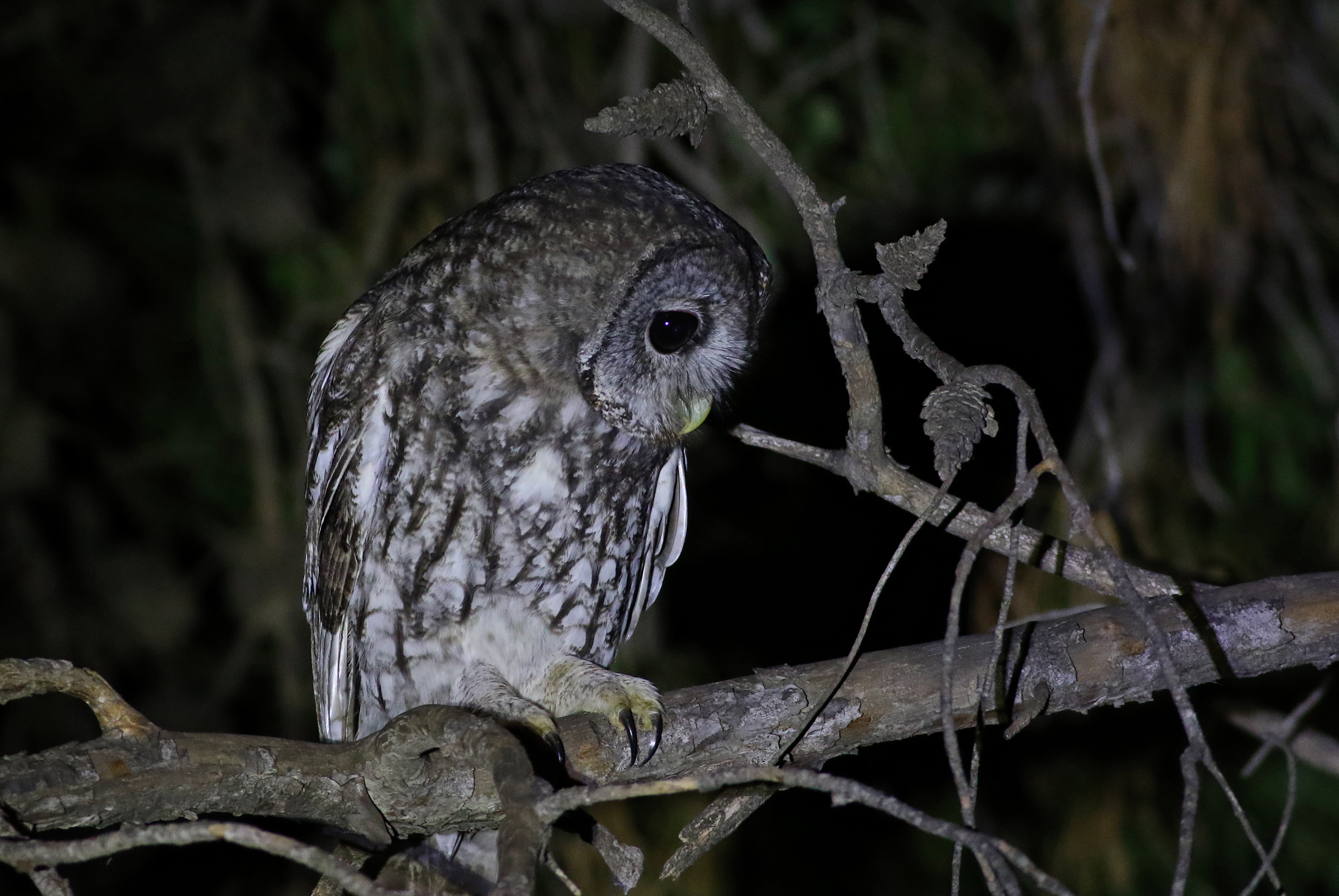 Tawny Owl